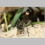 Ammophila sabulosa - Sandwespe 62-w01a 22mm beim Nestaushub - OS-Wallenhorst Sandkuhle.jpg